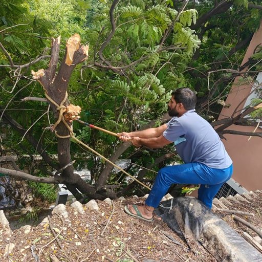 katamraj-Tree-Cutting-Services-Gallery.jpg