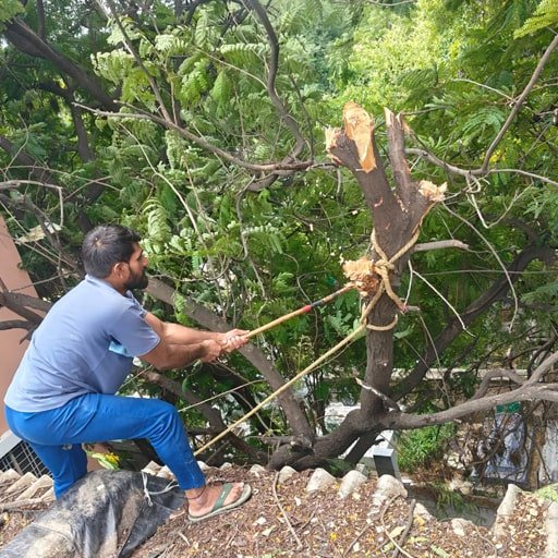 katamraj-Tree-Cutting-Services-Gallery12.jpg