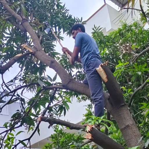 katamraj-Tree-Cutting-Services-Gallery27.jpg