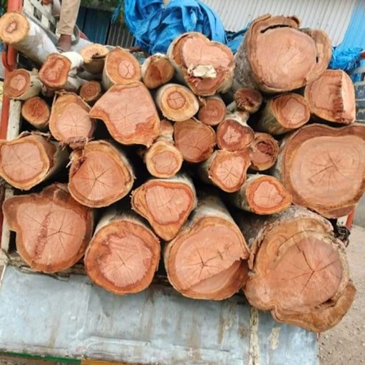 katamraj-Tree-Cutting-Services-Gallery3.jpg