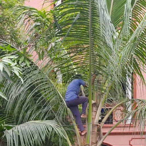 katamraj-Tree-Cutting-Services-Gallery32.jpg